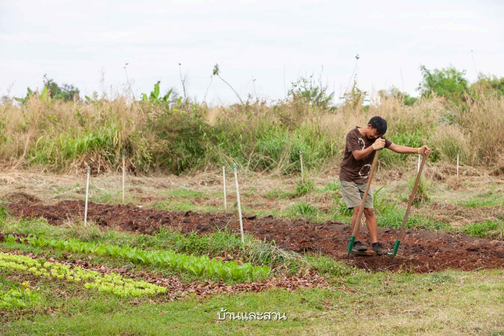 littlehome ฟาร์ม ปลูกผั