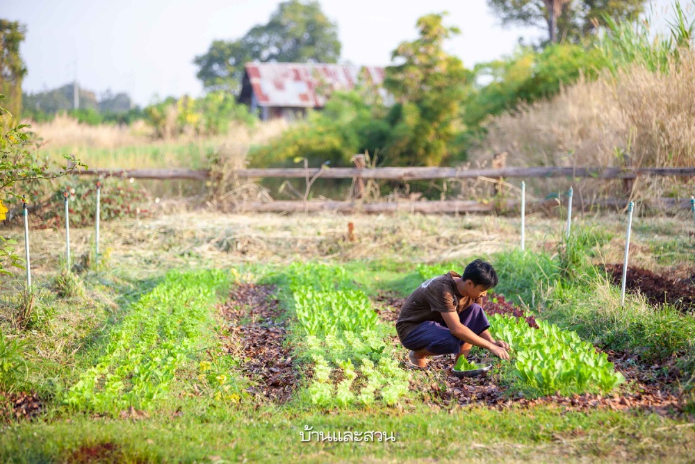 littlehome ฟาร์ม ปลูกผัก เกษตรอินทรีย์