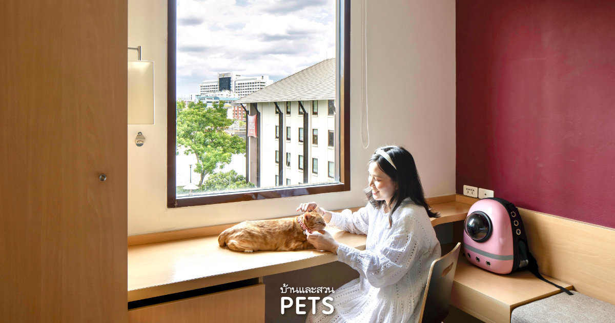  Pet Friendly Hotels