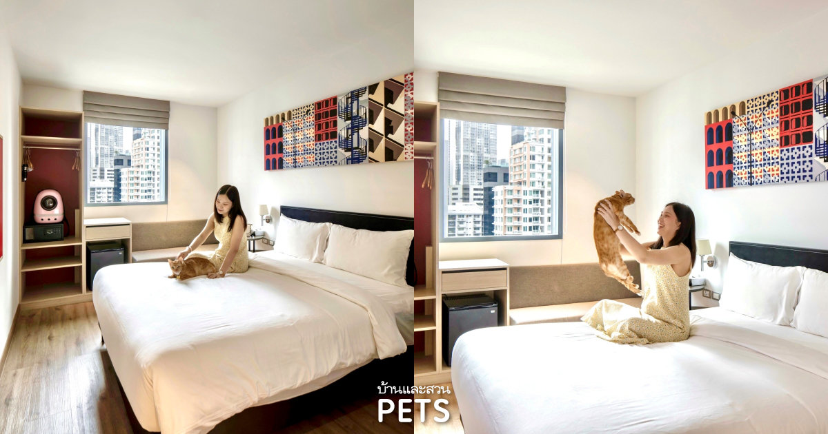  Pet Friendly Hotels