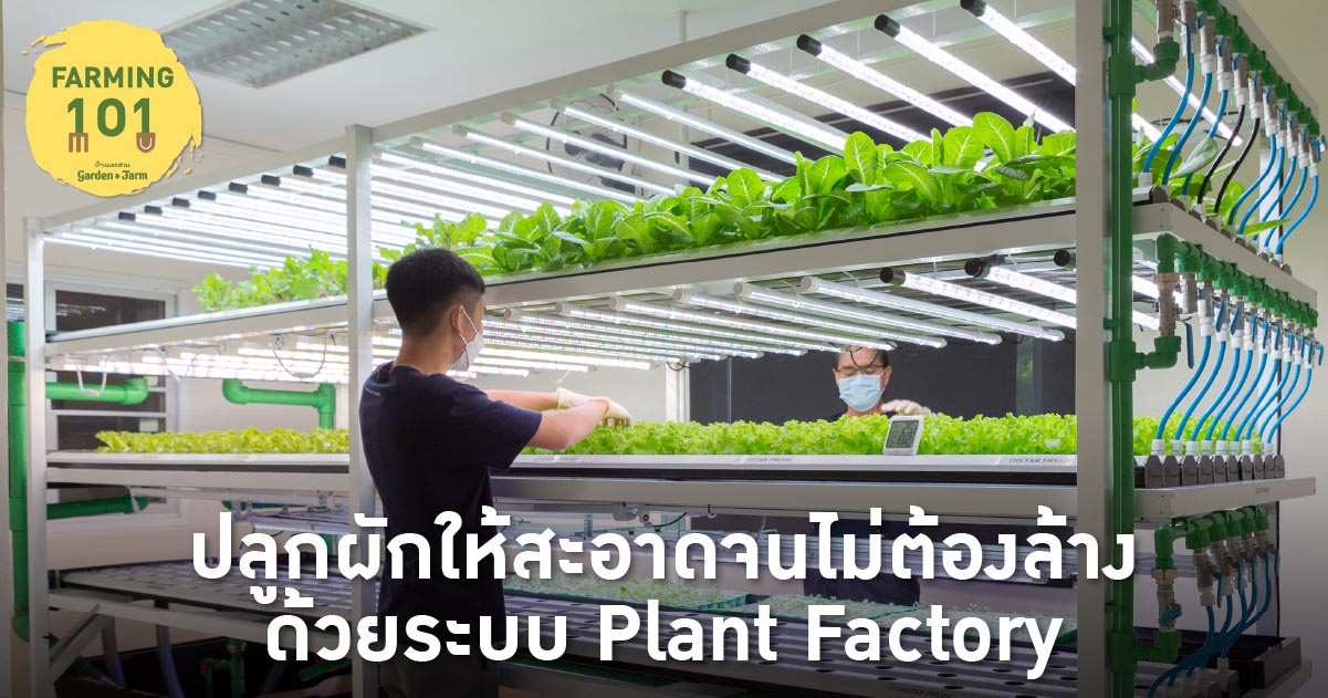 Distar Fresh Plant Factory