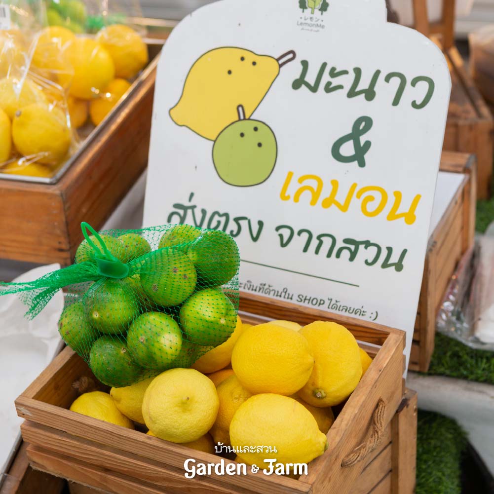 Lemon Me Farm ฟาร์มเลมอน