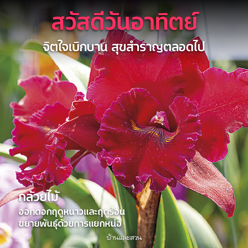 สวัสดีวันจันทร์