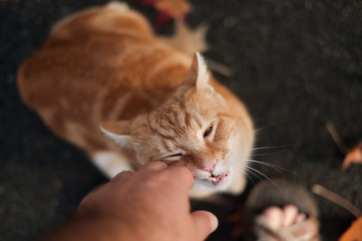 แมวดมอาหารแต่ไม่ยอมกิน, โรคช่องปากในแมว, โรคช่องปากอักเสบในแมว, โรคแมว, โรคเหงือกอักเสบ, โรคช่องปากอักเสบ