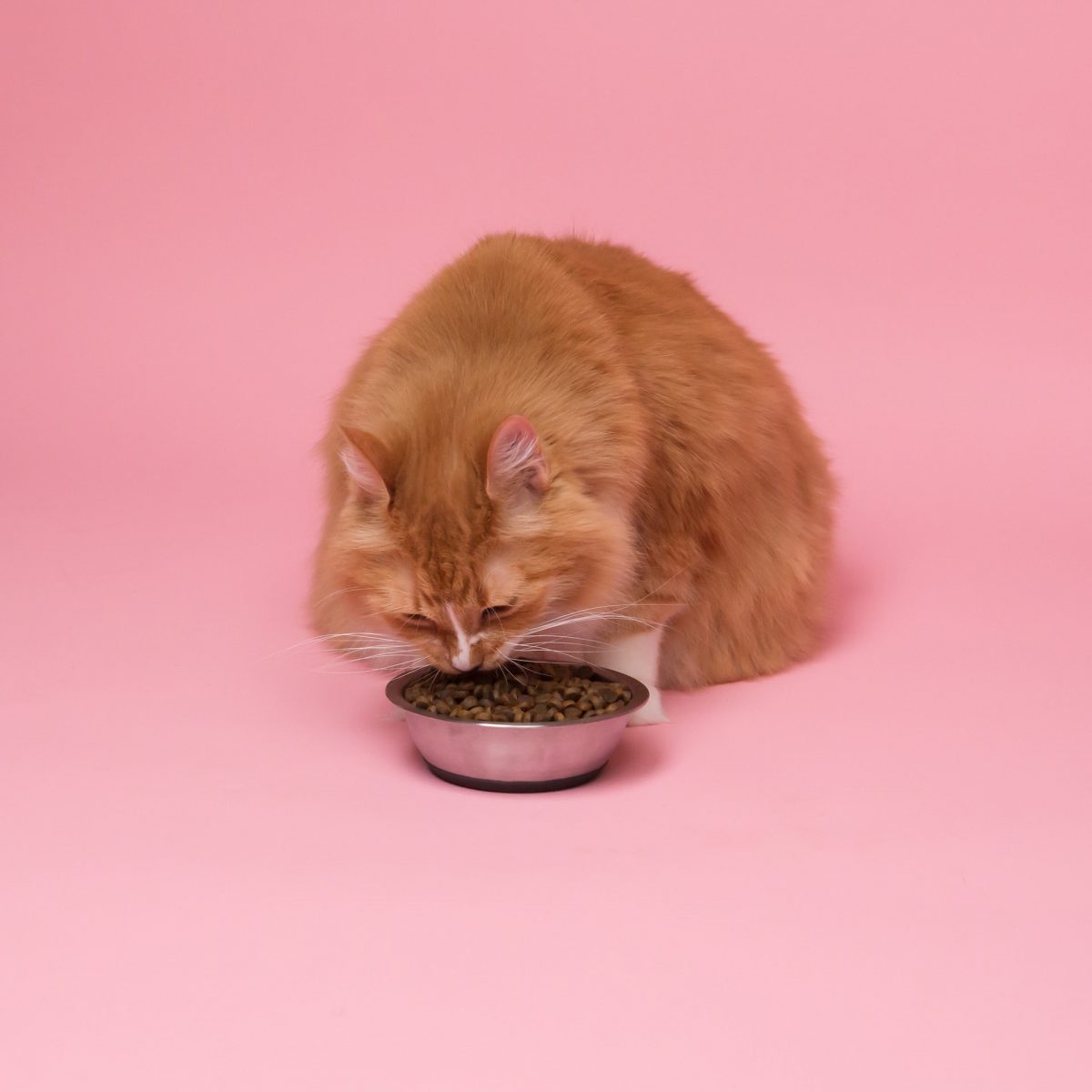 แมวดมอาหารแต่ไม่ยอมกิน, โรคช่องปากในแมว, โรคช่องปากอักเสบในแมว, โรคแมว, โรคเหงือกอักเสบ, โรคช่องปากอักเสบ