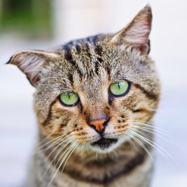 โรคเครียดในแมว, อาการเครียดในแมว, เป็นอย่างไร, แมวเครียด, ได้อย่างไร, อาการแมวเครียด, ความเครียดในแมว, อาการนั่งหมอบ