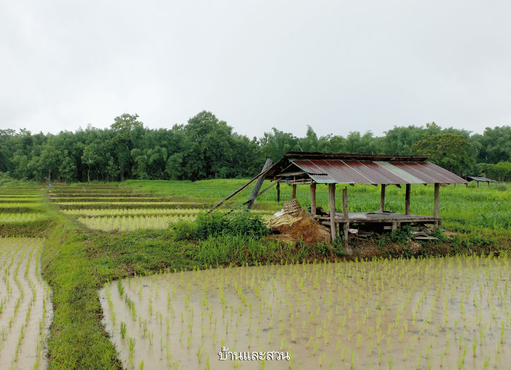 โคก หนอง นา