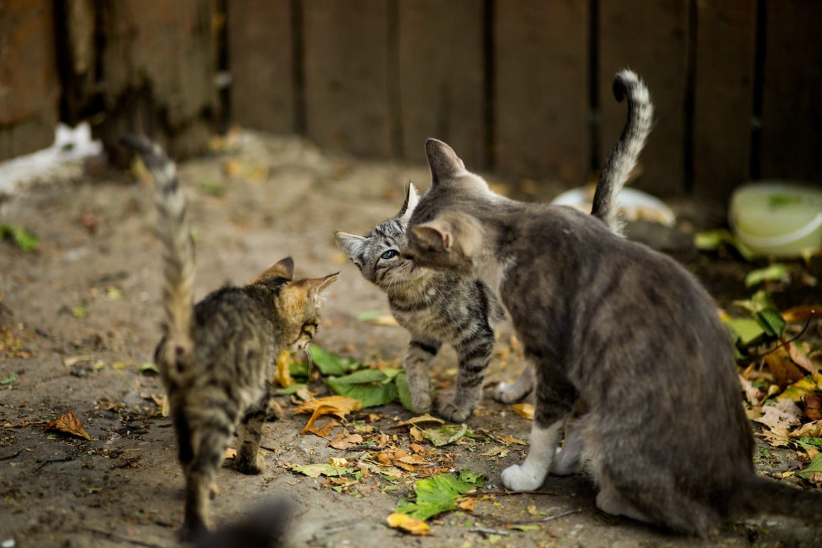 อาการโรคเอดส์แมว, การรักษาโรคเอดส์แมว, วัคซีนโรคเอดส์แมว, โรคเอดส์แมวติดสู่คน, โรคภูมิคุ้มกันบอกพร่องในแมว