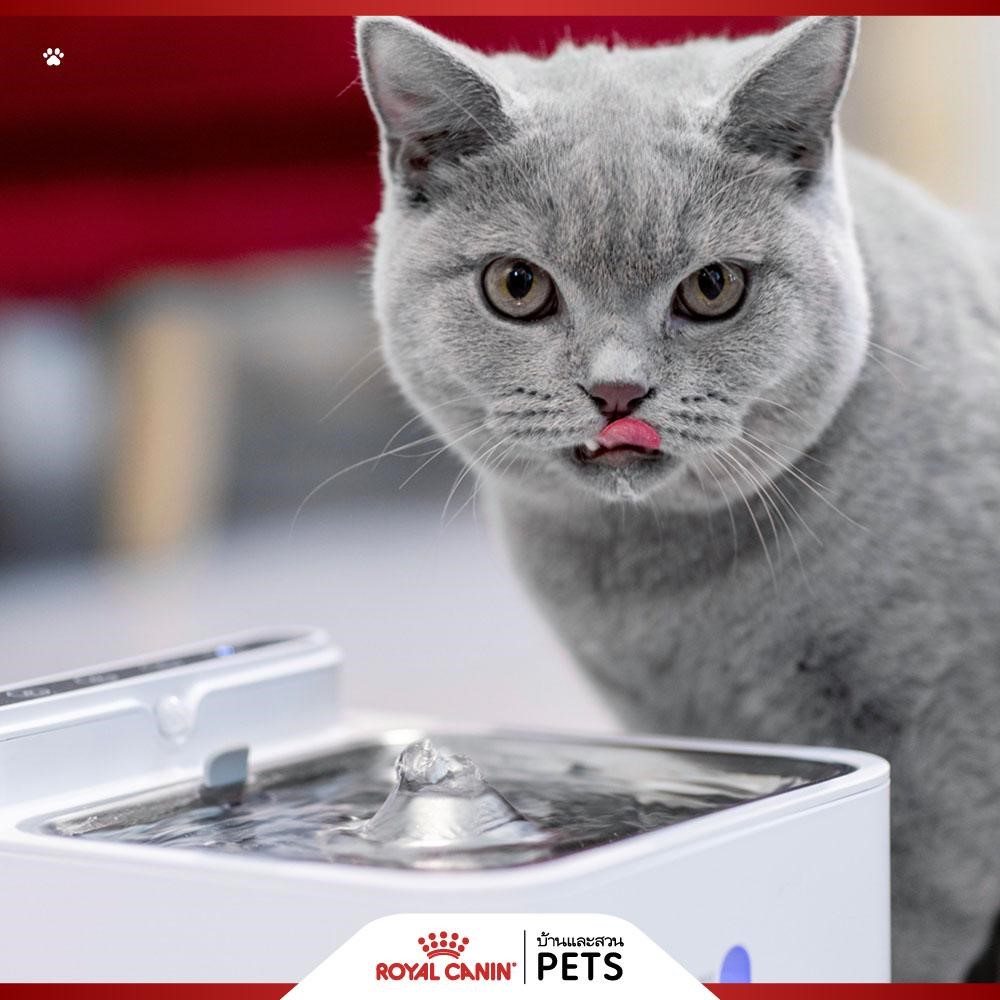 Royal Canin โรคนิ่วในแมว