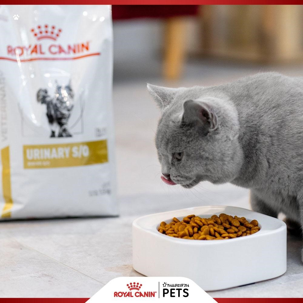 Royal Canin โรคนิ่วในแมว