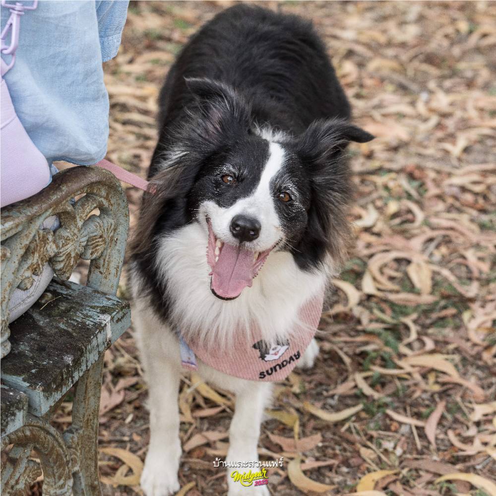 Border Collie