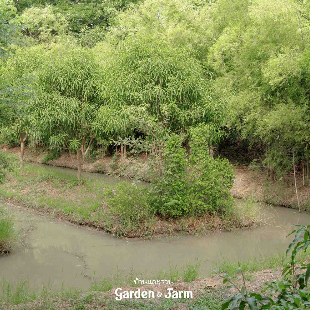 โคก หนอง นา โมเดล