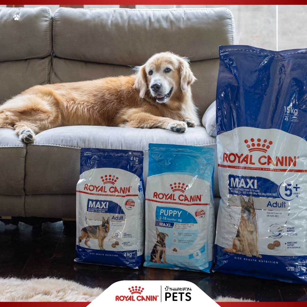 royal canin, อาหารสุนัข, อาหารน้องหมา, เลือกอาหารสุนัข, อย่างไร, เลือกอาหารน้องหมา, อาหารสุนัข royal canin