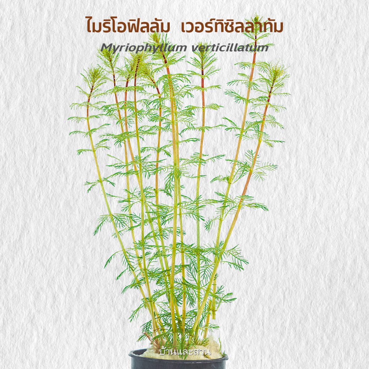 พรรณไม้น้ำ