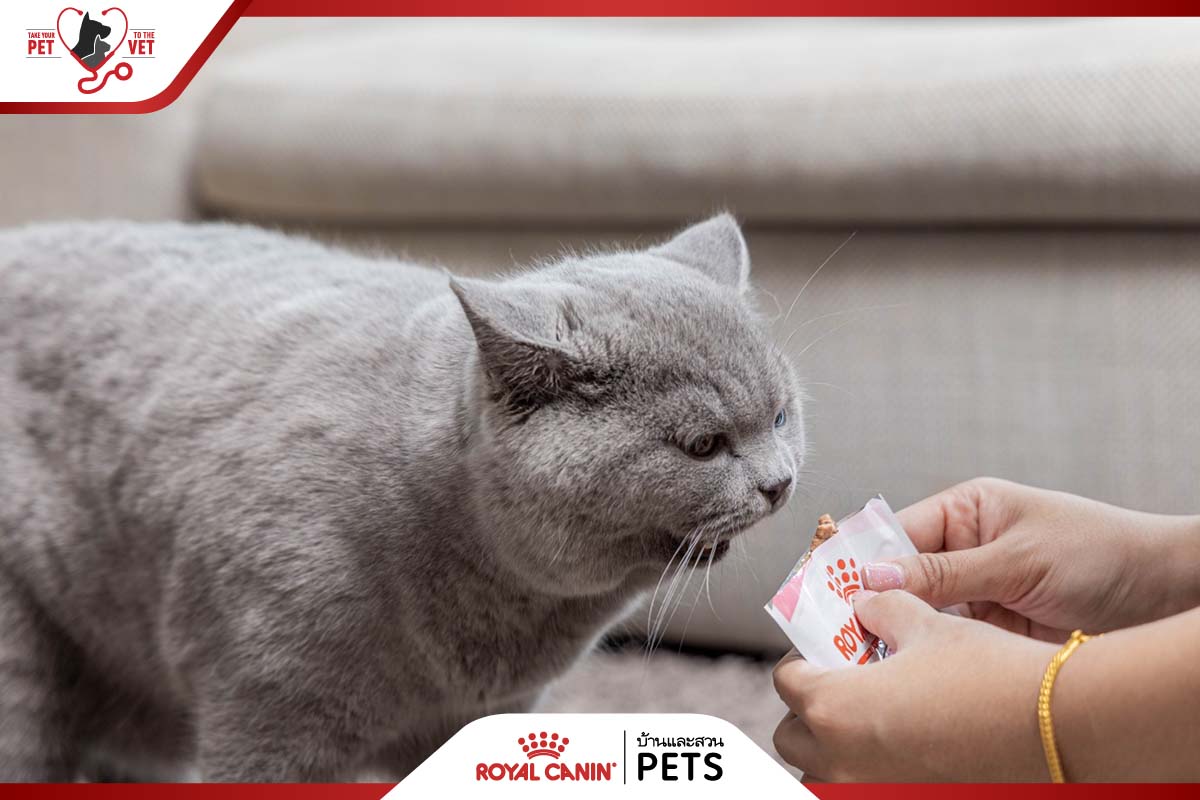 วิธีเลี้ยงแมว, เลี้ยงแมว, อาหารแมว royal canin, อาหารแมว, วิธีดูแลน้องแมว