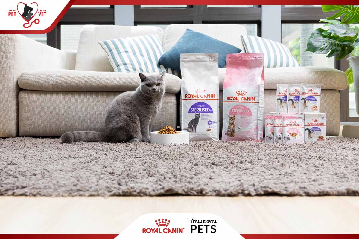 วิธีเลี้ยงแมว, เลี้ยงแมว, อาหารแมว royal canin, อาหารแมว,