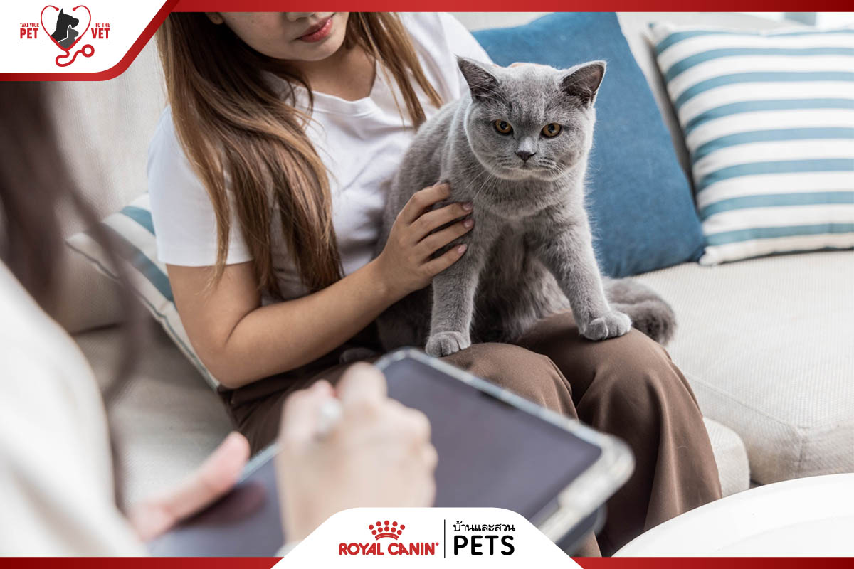 วิธีเลี้ยงแมว, เลี้ยงแมว, อาหารแมว royal canin, อาหารแมว, วิธีดูแลน้องแมว