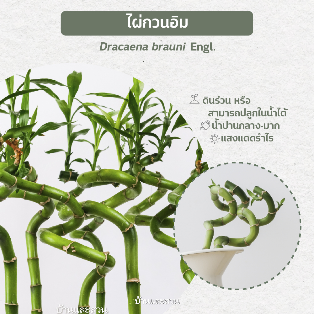 ต้นไม้ฟอกอากาศ