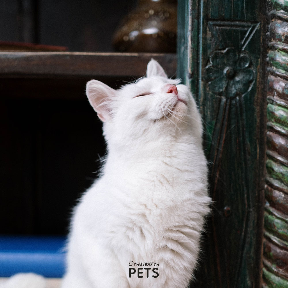 แมวใช้กลิ่นสื่อสาร, แมวบ้าน, พฤติกรรมแมว, แมวถูตัว, แมวลับเล็บ,
