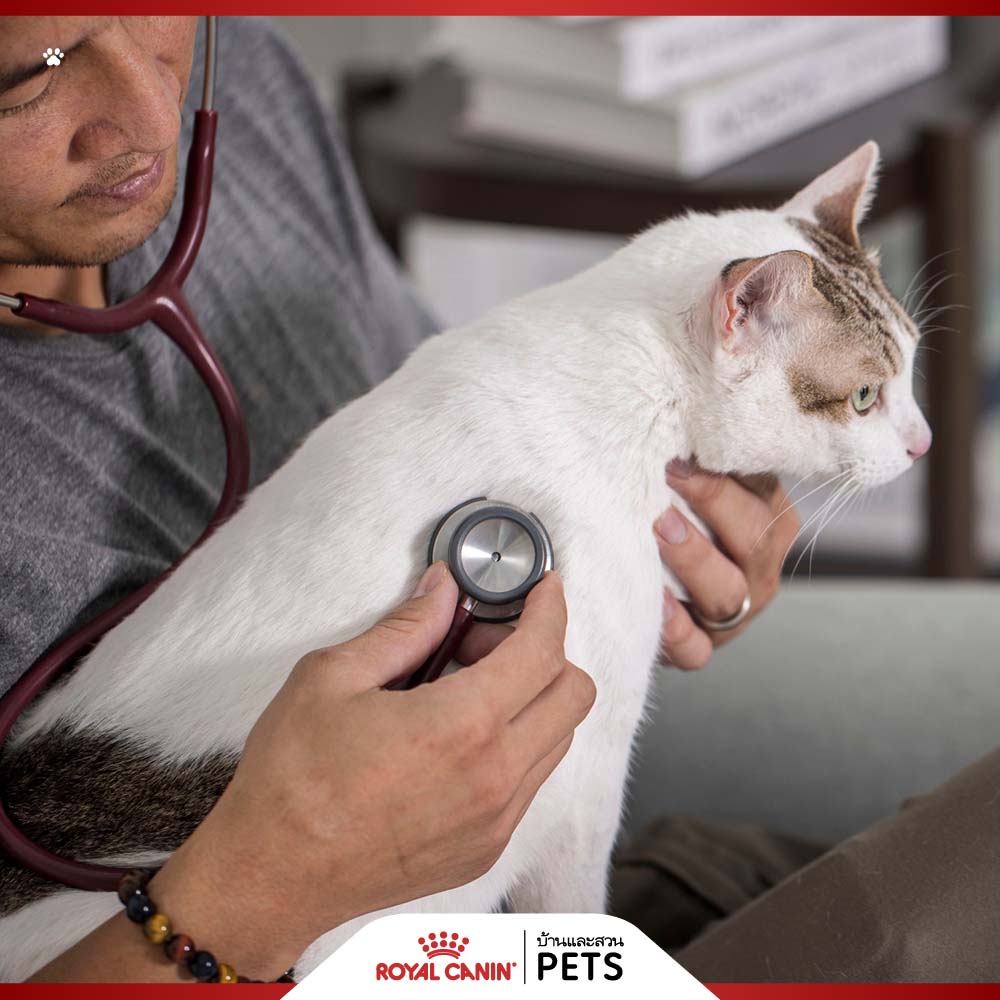 โรคไตในแมว, ไตวายในแมว, ภาวะไตวายเฉียบพลัน, ภาวะไตวายเรื้อรัง, แมวป่วยเป็นโรคไต