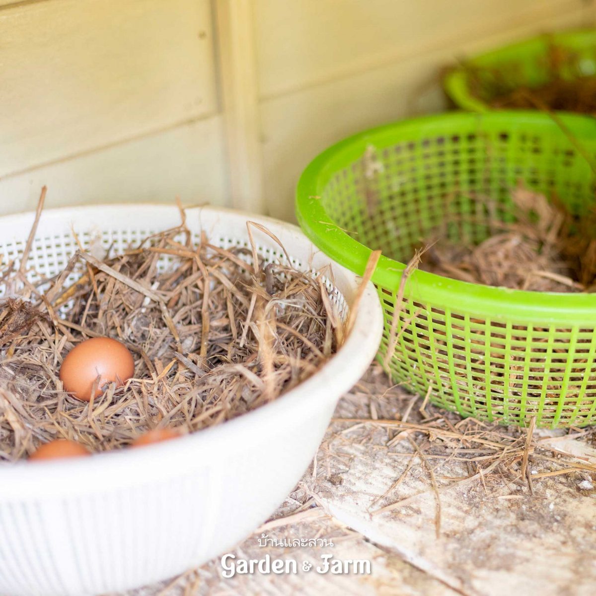 รังไข่ไก่