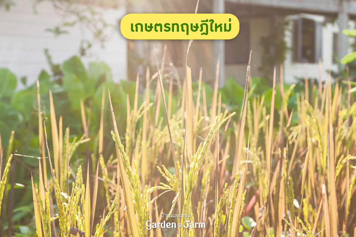 กษตรทฤษฎีใหม่ หมายถึงอะไร