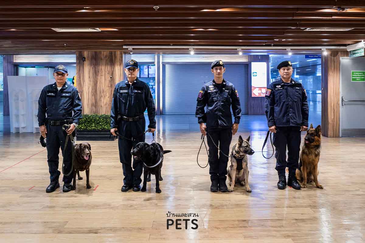 สุนัข k-9, สุนัขตำรวจ, รถไฟฟ้า, น้องหมาบนรถไฟฟ้า, รถไฟฟ้าใต้ดิน, MRT, สุนัข MRT,