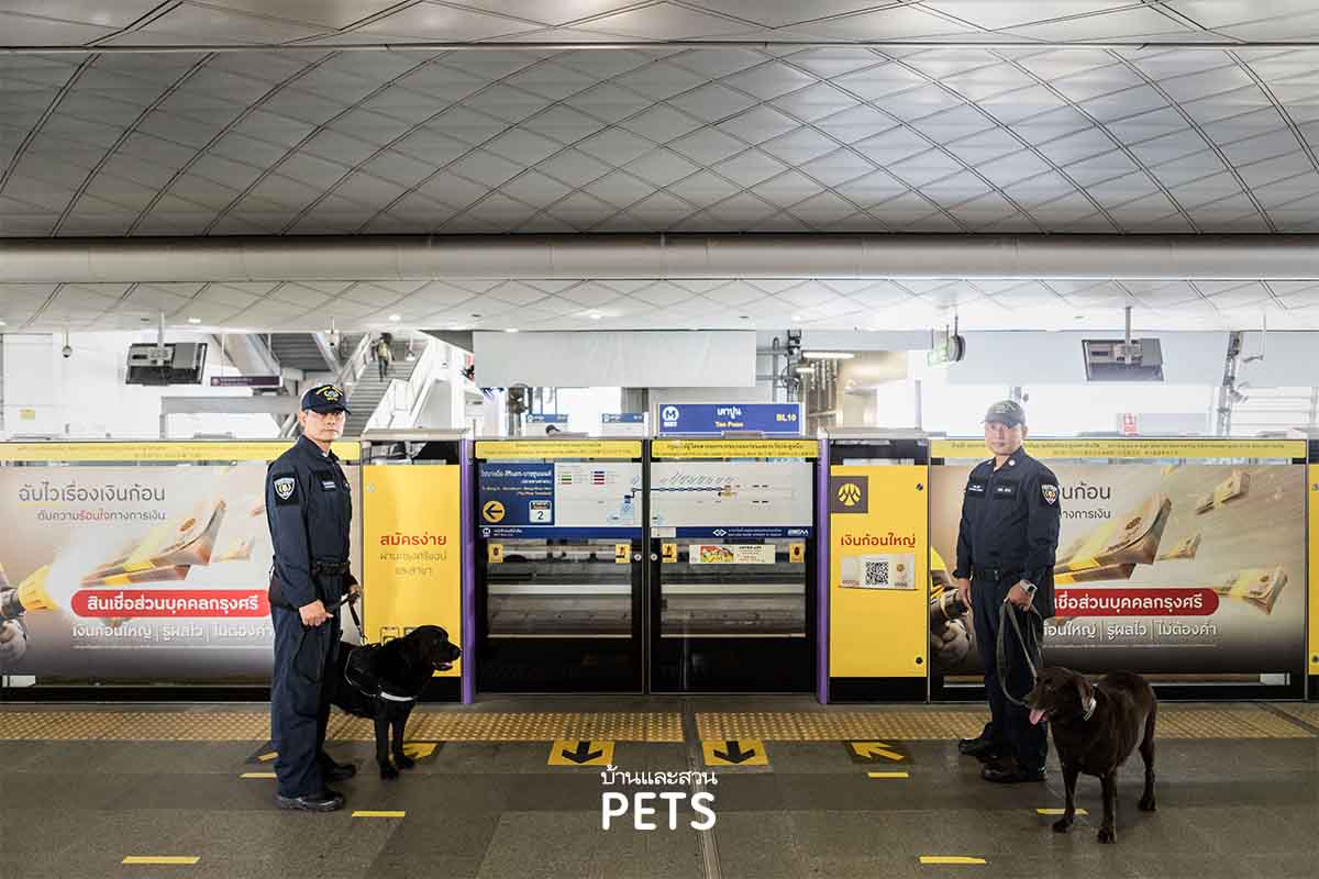 สุนัข k-9, สุนัขตำรวจ, รถไฟฟ้า, น้องหมาบนรถไฟฟ้า, รถไฟฟ้าใต้ดิน, MRT, สุนัข MRT,