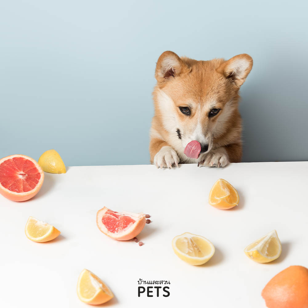 น้องหมากินส้ม, ได้หรือไม่, หมากินส้ม, ผลไม้ที่หมากินได้ 