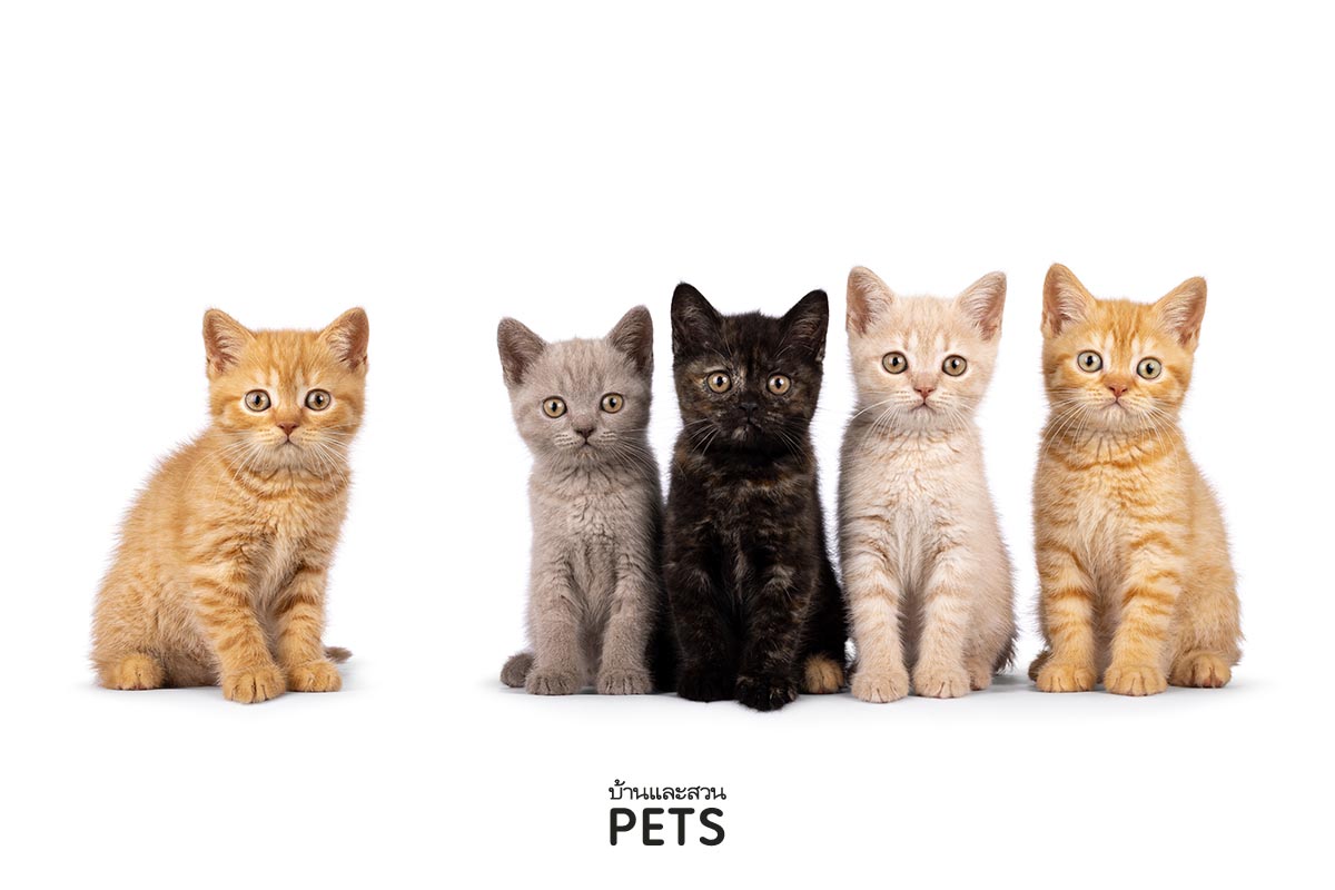 แมวบริติชช็อตแฮร์, แมวขนสั้น, สายพันธุ์แมว, พันธุ์แมวขนสั้น, พันธุ์แมวยอดนิยม