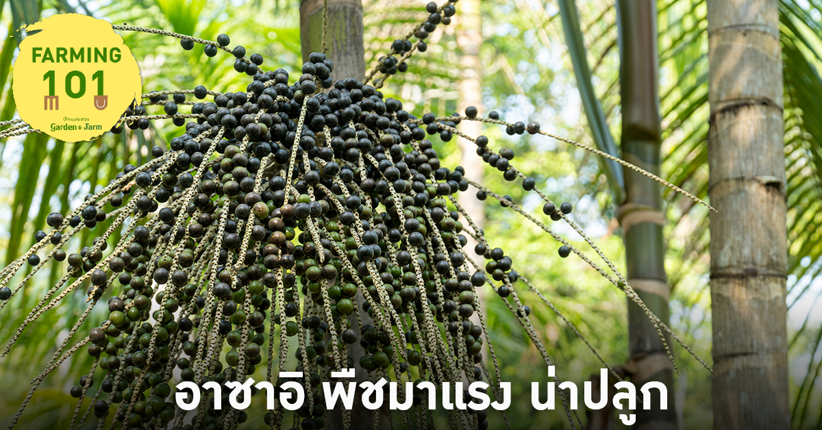 อาซาอิ ต้นอาซาอิ ผลอาซาอิ พืชมาแรง ปลูกได้ในไทย - 