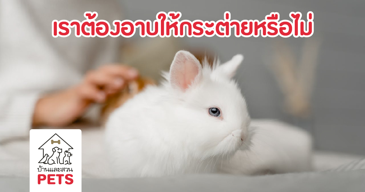 อาบน้ำให้กระต่าย, กระต่ายอาบน้ำ,