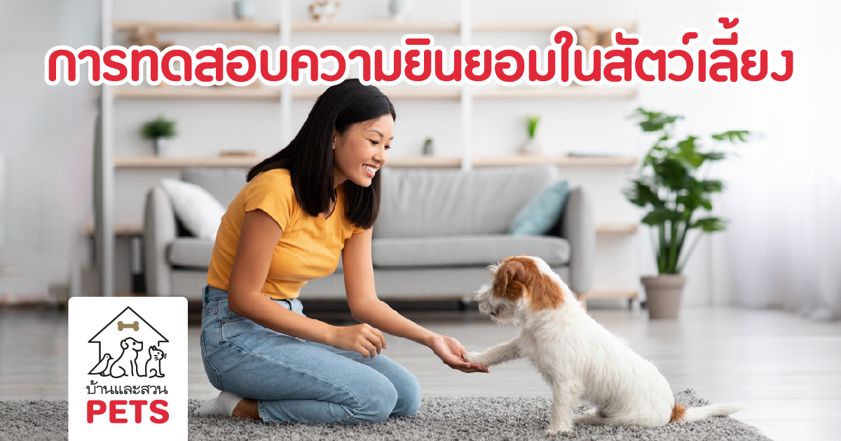 ความยินยอม, การให้ความยินยิม, สัตว์เลี้ยง