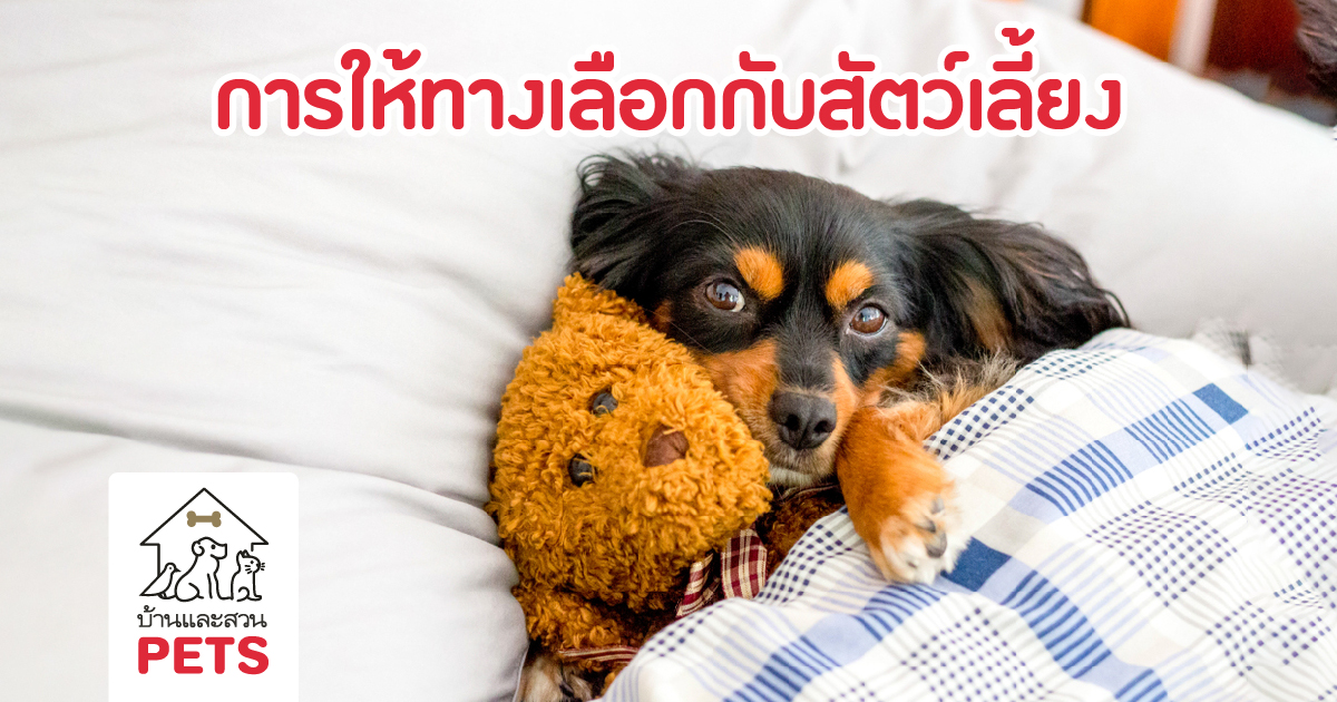 การให้ทางเลือกกับสัตว์เลี้ยง, การฝึกสุนัข, การฝึกน้องหมา