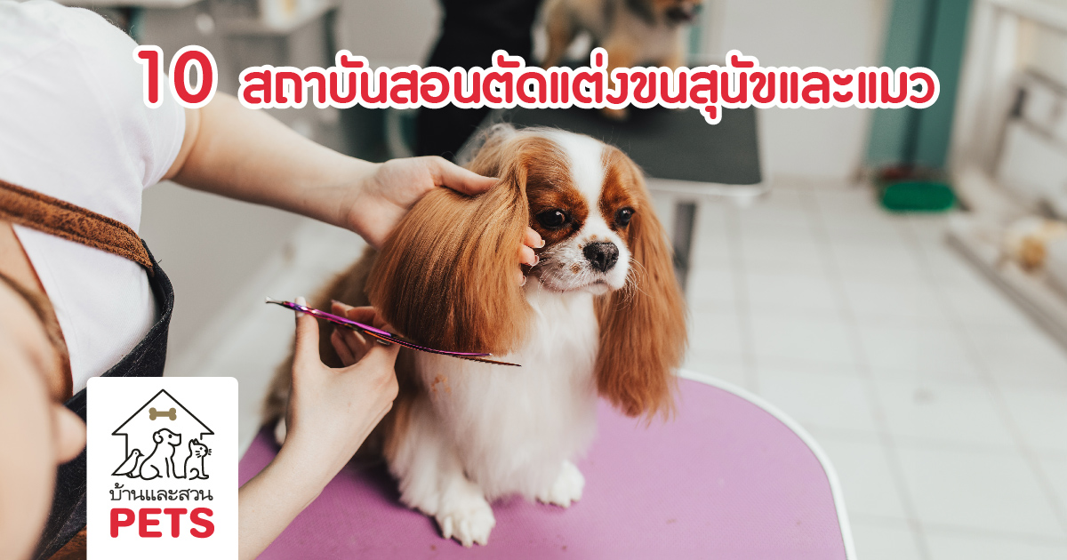 10 สถาบัน เรียนตัดขนสุนัข ในประเทศไทย - บ้านและสวน