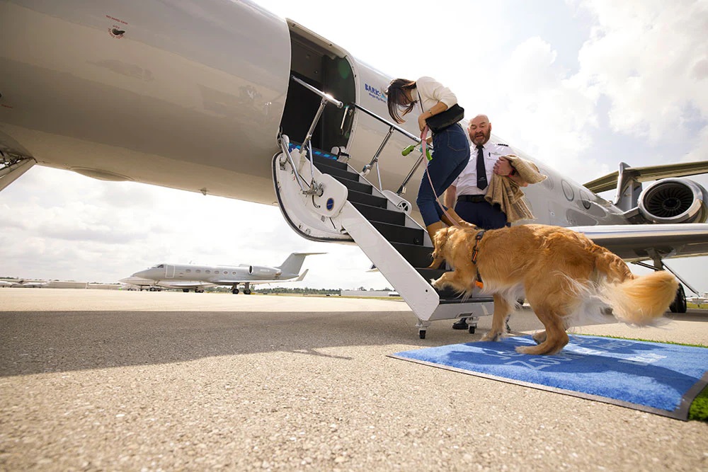 BARK Air, เที่ยวบินสำหรับสุนัข