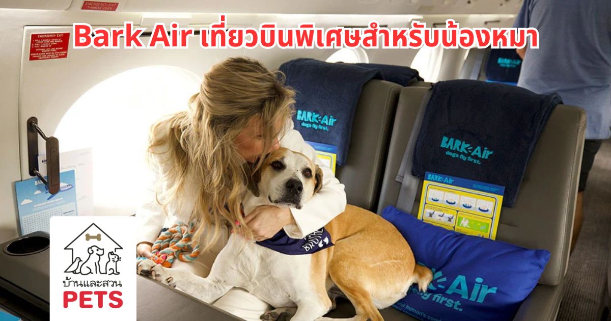 BARK Air เที่วบินสุด VIP สำหรับเจ้าของและน้องหมา -