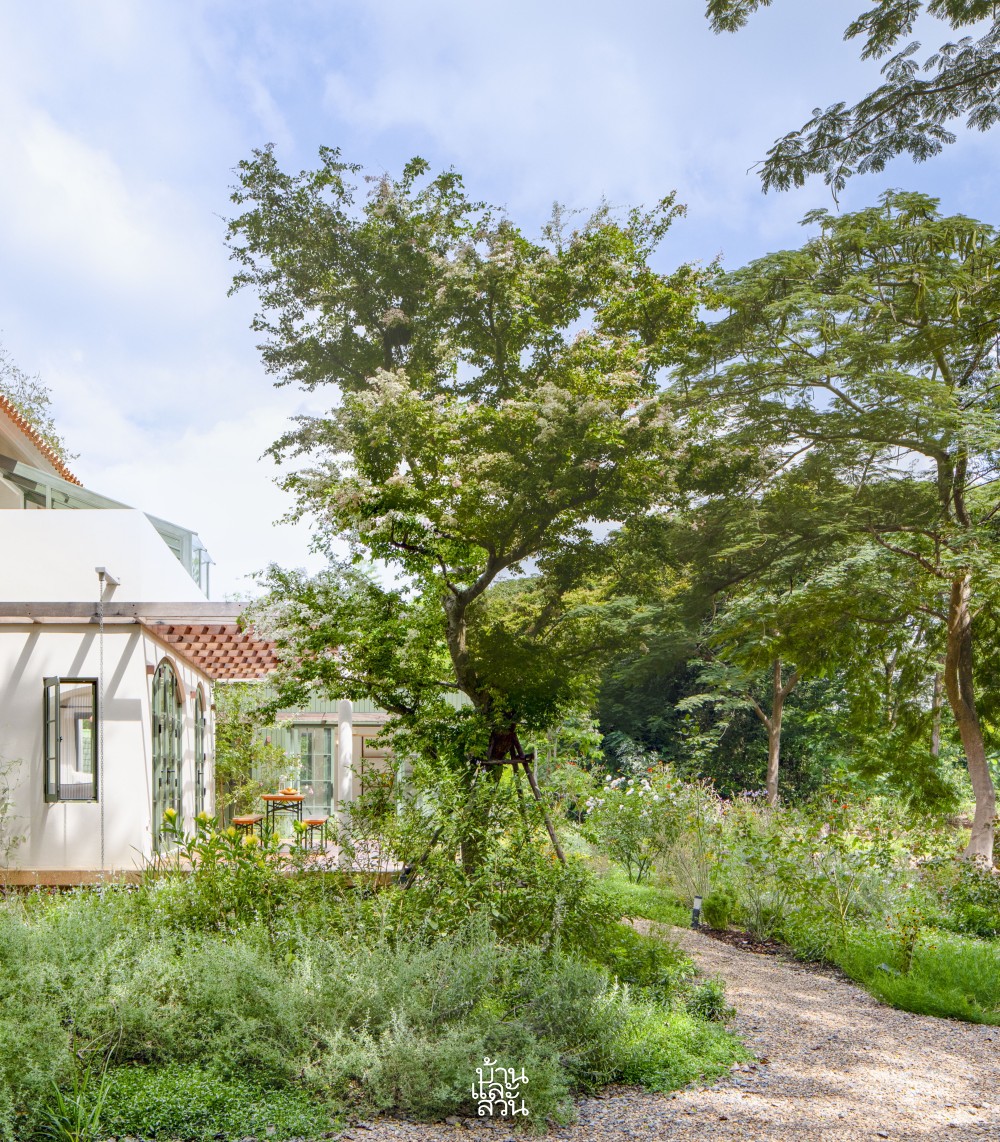 ต้นไม้มาแรง 2568