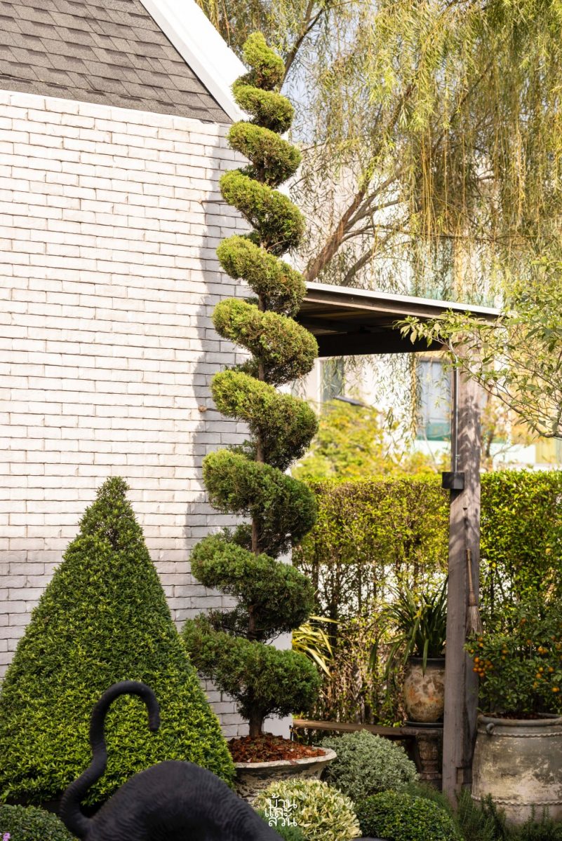 ต้นไม้มาแรง 2568