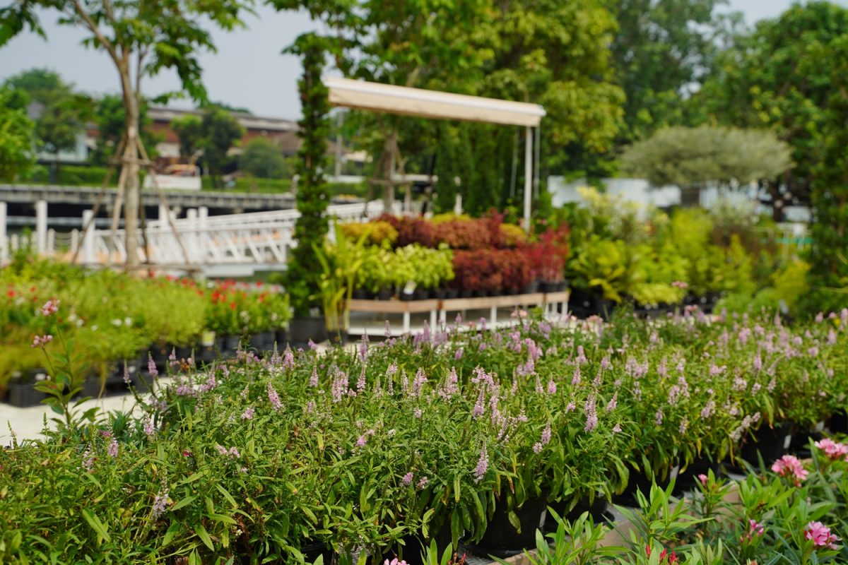 sama garden สวนกลางเมือง