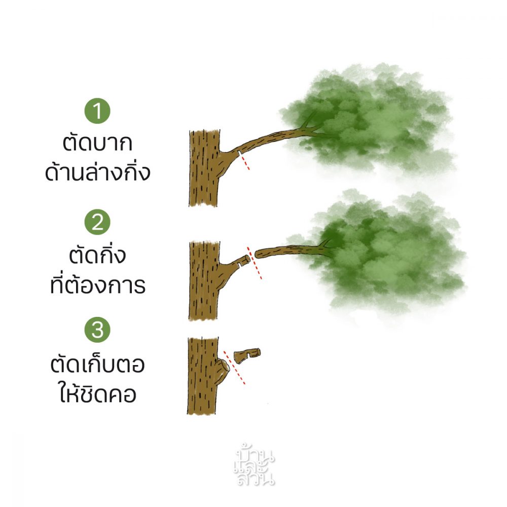 การบั่นยอด