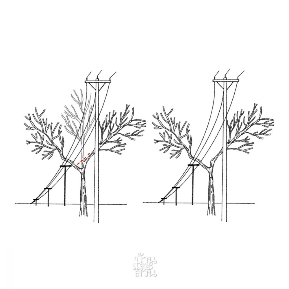 การบั่นยอด