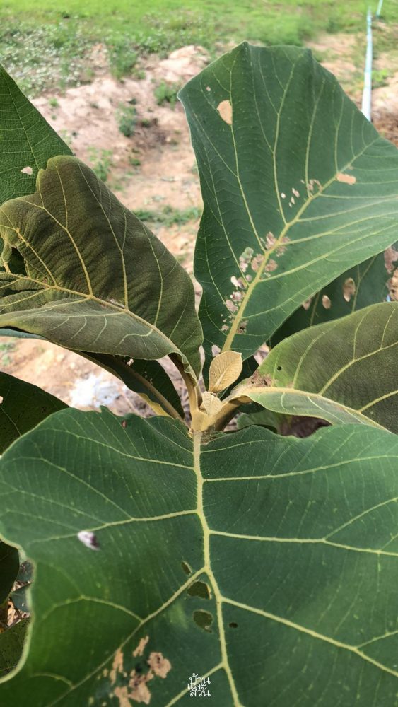 ไม้มีค่าทางเศรษฐกิจ