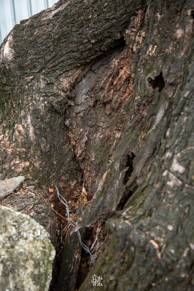 การบั่นยอด