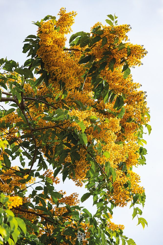 ไม้มีค่าทางเศรษฐกิจ