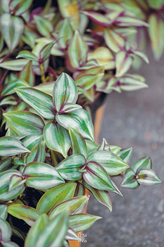 ไม้คลุมดินใบสวย