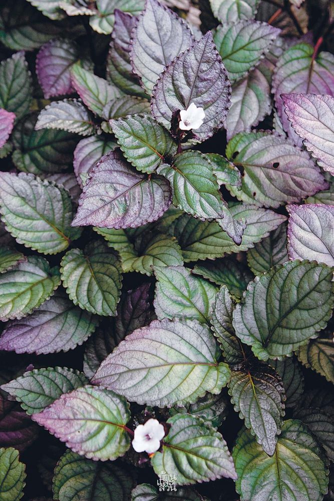 ไม้คลุมดินใบสวย