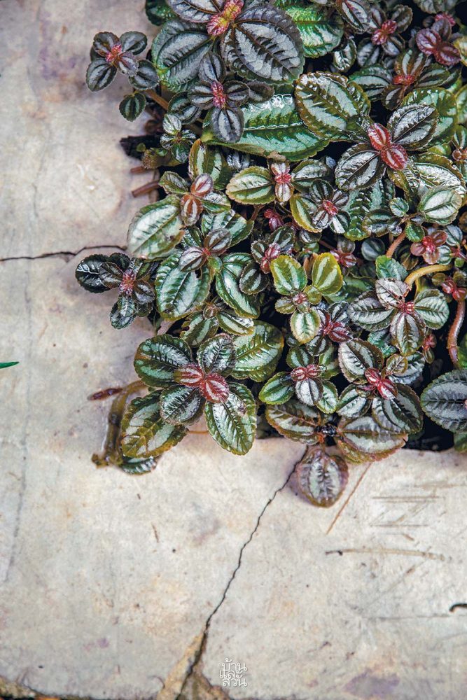 ไม้คลุมดินใบสวย