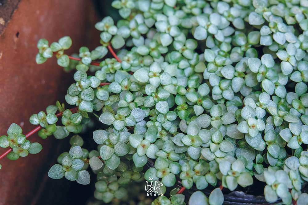 ไม้คลุมดินใบสวย