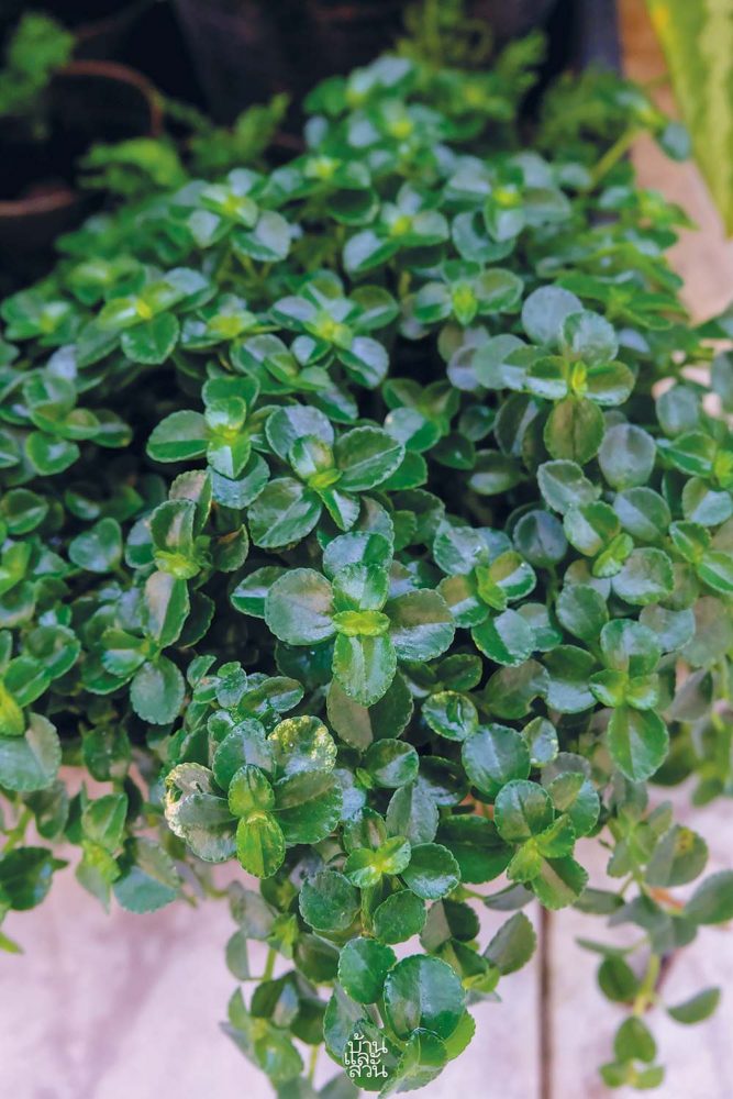 ไม้คลุมดินใบสวย